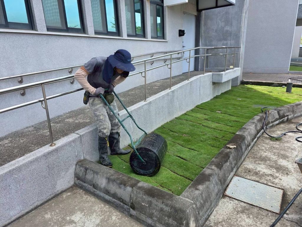 滾輪壓實草皮提高生根率