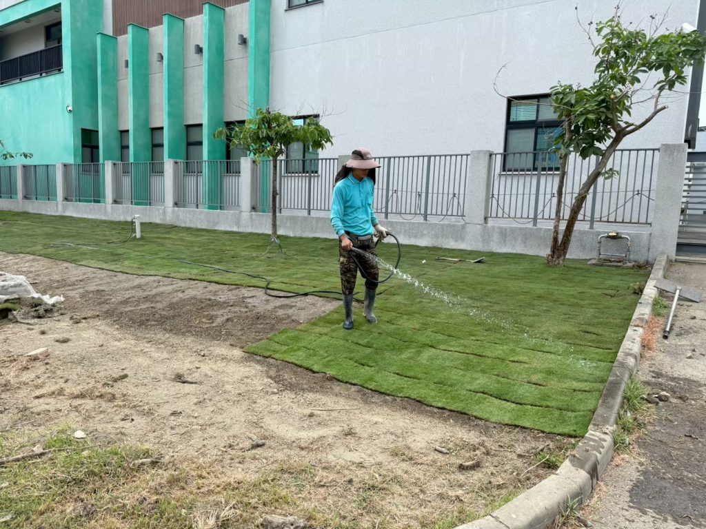 草皮鋪設完成立即澆水養護